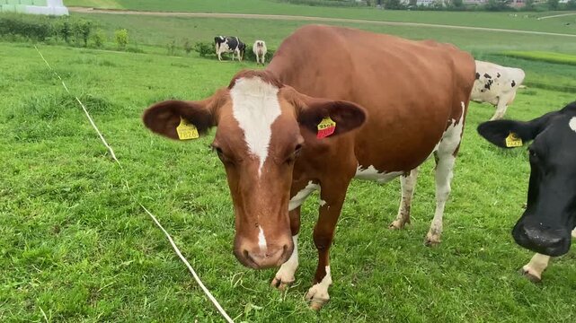 Brown and White Swiss Cow looking at Camera in Green Meadow