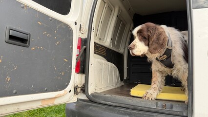Brown and white purebred spaniel looking out from the back of a white transport van. The dog, equipped with a walking harness, stands on a yellow cushion, observing the outdoor surroundings. © AndreyZayats