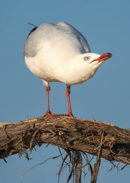 Close-up of a wild silver gull (Chroicocephalus novaehollandiae) arching its neck in a behavioural posture while perched on a branch in front of a  blue sky, Australia