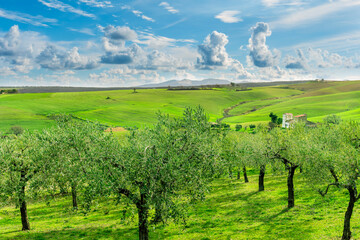 Obraz premium Olive tree grove in rustic green farm during spring or summer evening with green salad hills, olive trees garden and beautiful sunset cloudy sky on background of agricultural landscape
