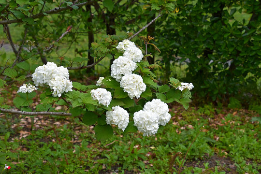 咲き始めの緑から次第に白に変化するオオデマリの花