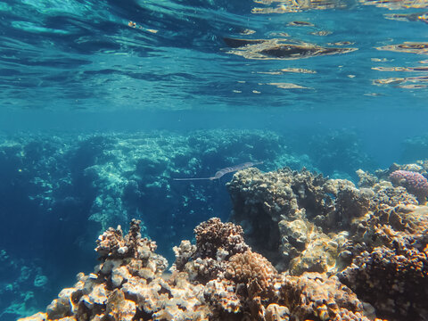 Underwater view of cornetfish swimming over coral reef in clear blue water of Red Sea in Sharm El Sheikh Egypt.