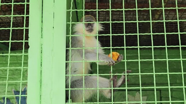 A Captive Monkey Gazing Through Green Cage Bars While Holding a Piece of Orange Fruit