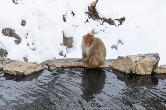 Red-faced Japanese Macaque sitting alongside snowy hot spring, Nagano Prefecture, Japan