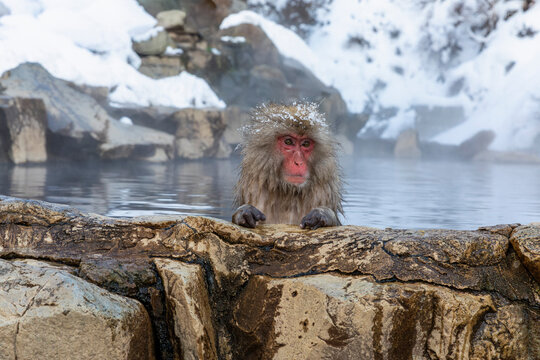 Red-faced Japanese Macaque soaking in snowy hot spring, Jigokudani, Japan