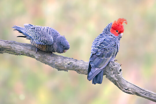 Close-up of a pair of endangered gang gang cockatoos (Callocephalon fimbriatum) perched on a branch with the juvenile begging for food from the adult male, Australia