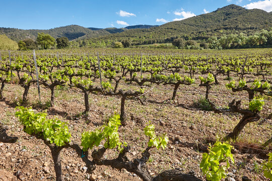 Traditional Priorat vineyards. Viticulture in Tarragona, Catalunya, Spanish agriculture. Spain