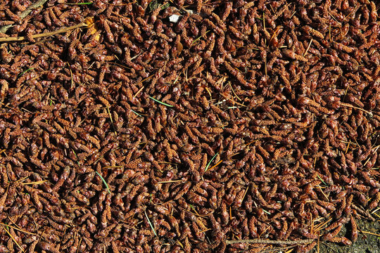 Dried conifer pollen as background