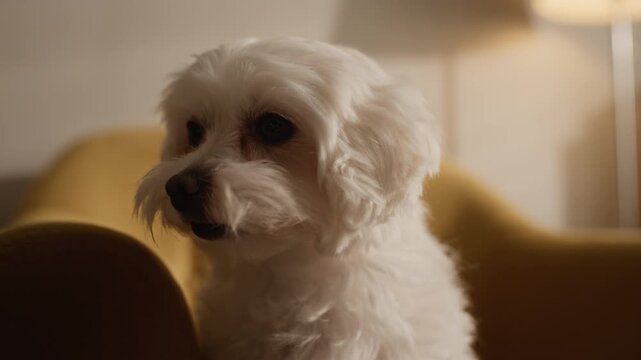 Eye level portrait of adorable fluffy white Maltese dog sitting comfortably in mustard yellow armchair in cozy home interior