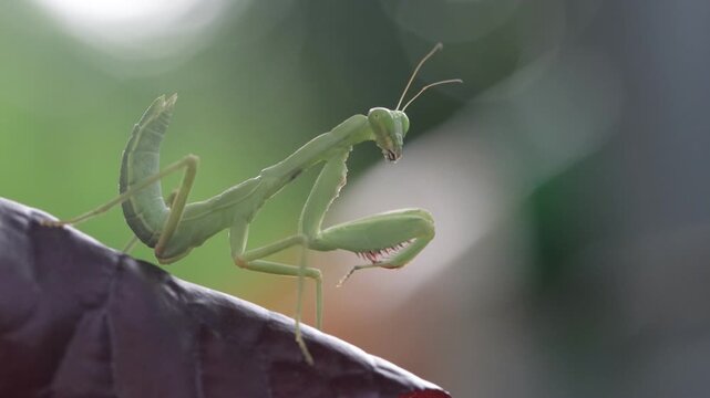Close-Up of a green praying mantis (Tenodera sinensis) on leaves