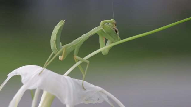 Close-Up of a green praying mantis (Tenodera sinensis) on a flower