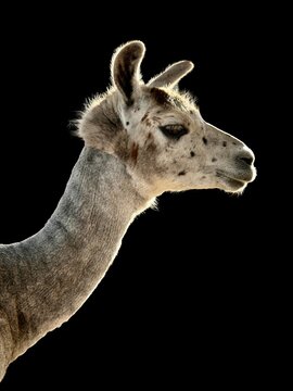 Close-up side view of a llama (Lama glama) standing in front of a black background