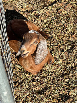 Overhead view of a brown goat with speckled ears
