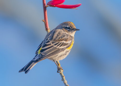 Close-up side view of a wild yellow-rumped warbler (Setophaga coronata) perched on a coralbean (Erythrina herbacea) plant in front of a blue sky, Florida, USA