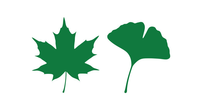 Green Maple And Ginkgo Leaf Silhouettes On White Background