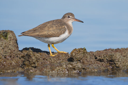 Close-up side view of a wild spotted sandpiper (Actitis macularius) standing on a coastal rock, Florida, USA