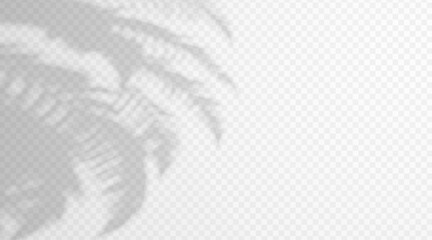 Abstract blurred fern branch shadow overlay isolated on transparent background. Soft tropical leaf silhouette with diffused light effect. © TanyaFox