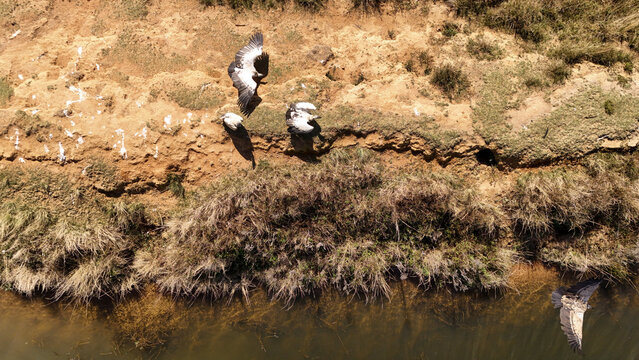Aerial view of vultures flying and perched on a sandy riverbank with dry grass and clear water in Waterberg District Municipality, Limpopo, South Africa.