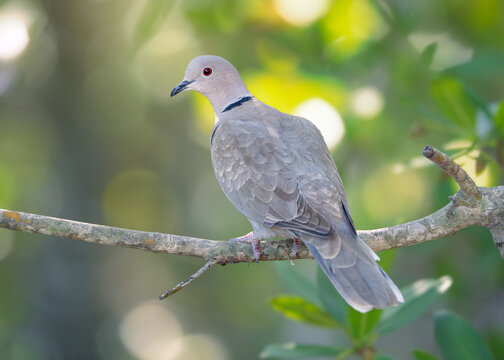Rear view of a wild collared dove (Streptopelia decaocto) perched on a branch in a forest, Florida, USA