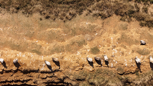 Aerial view of vultures perched along a rugged cliff edge with dry vegetation and rocky terrain in Waterberg District Municipality, Limpopo, South Africa.