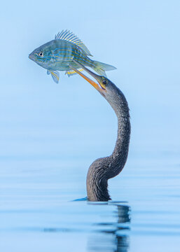 Close-up of a wild anhinga with a fish skewered on its beak while swimming in the sea, Sarasota, Florida, USA