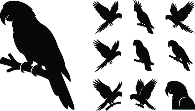 Collection of Exotic Parrot Silhouettes in Various Dynamic Poses and Perched