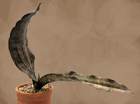 Close-up of a Sansevieria Coppertone (Rare Snake Plant) in front of a beige background