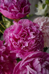 Obraz premium Lush pink peonies bouquet close up with ruffled petals