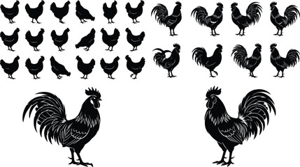 Collection of chicken and rooster silhouettes in various poses isolated on white background vector illustration set © MstRupali