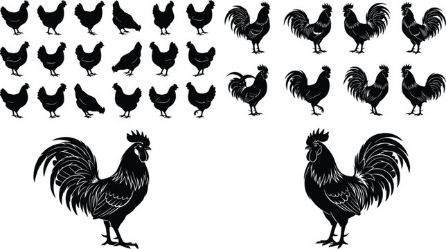 Collection of chicken and rooster silhouettes in various poses isolated on white background vector illustration set