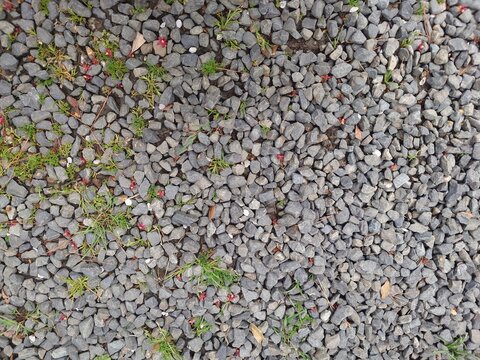 Top view of grey gravel texture with tiny green weeds and fallen petals