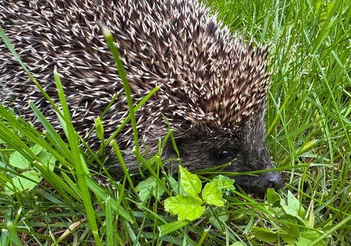 Close-up side view of a Hedgehog on a lawn on a sunny day, Lithuania