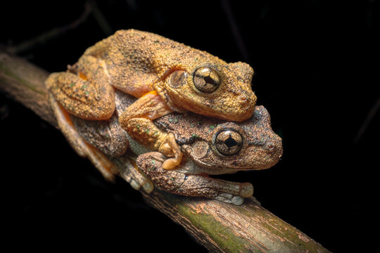 Close-up side view of a pair of Peron's tree frogs (Pengilleyia peronii) mating on a branch at night, Australia