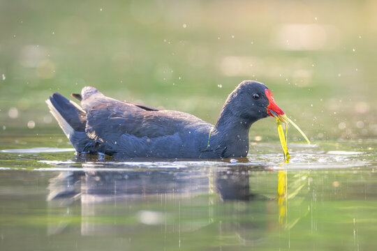 Close-up side view of a wild dusky moorhen (Gallinula tenebrosa) swimming and nest building in a calm pond with a piece of grass in its mouth for nest building, Australia