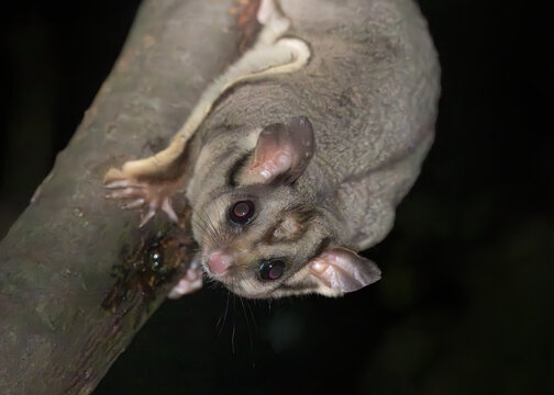 Close-up of a wild Krefft's glider (Petaurus notatus) sucking sap from a tree branch at night, Australia