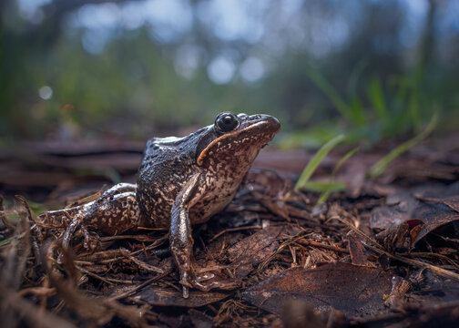 Close-up of a wild striped marsh frog (Limnodynastes peronii) on leaf litter on the forest floor at dusk, Australia