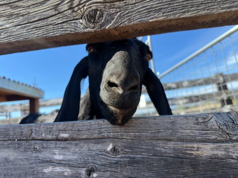 Close-up of a black Goat Looking Through a wooden Fence
