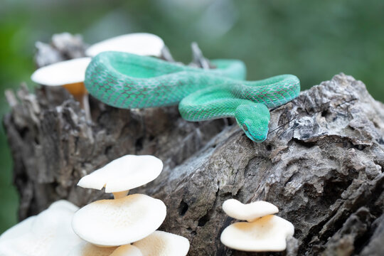 Close-up of a blue pit viper (Trimeresurus insularis) on a tree trunk with mushrooms, Indonesia