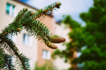 szyszka, świerk  © Marcin Łazarczyk