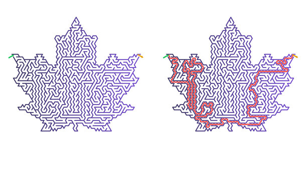Maple leaf maze design in purple and red outline on white background  with solution 