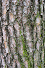 Fototapeta premium Close-up texture of pine tree bark covered with green moss.