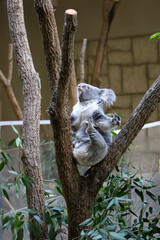 A cute fluffy koala clinging to a tree branch at Higashiyama Zoo in Japan. © Bowonpat