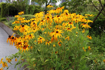 Obraz premium Beautiful field of yellow Black-eyed Susan flowers in the garden.