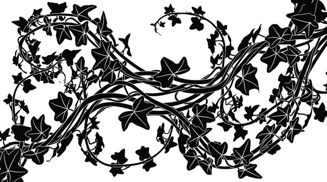 Ivy vine plant leaves and stems line art drawing isolated on transparent background for decorative projects.