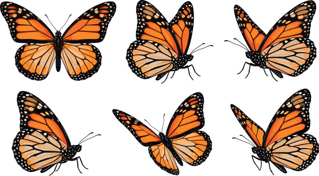 Monarch butterfly vector set with orange insect icons flying isolated on a transparent checkered grid background
