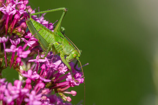 Une grande sauterelle verte 