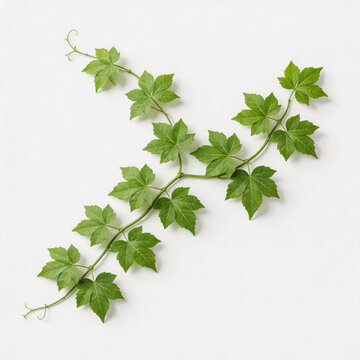 A flat lay shot of a fresh green climbing vine with palmately lobed leaves on a solid white background, showing natural plant foliage details.