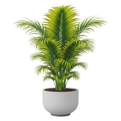 Obraz premium A tall green palm plant in a white pot on a white background