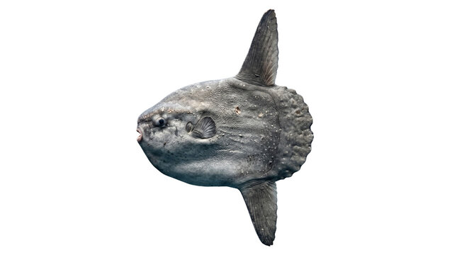 Ocean sunfish with textured skin and distinctive fins presented on transparent background mola fish marine life sea creature bony anatomy