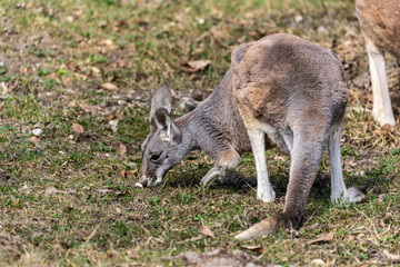 The red kangaroo, Macropus rufus is the largest of all kangaroos and the largest extant marsupial. © rudiernst